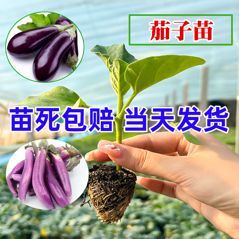 紫茄子苗黑长茄苗春季蔬菜种籽线茄孑圆茄辣椒杭茄幼秧苗种苗带土 鲜花速递/花卉仿真/绿植园艺 种苗/半成品盆栽 原图主图