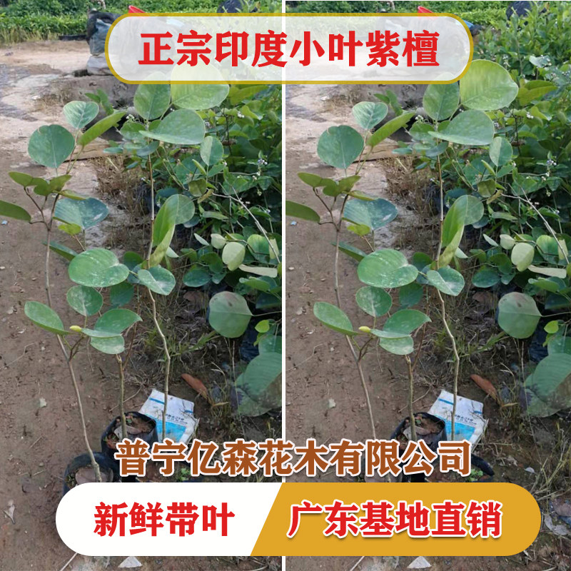 珍稀红木树种檀香紫檀苗 正宗印度小叶紫檀树苗
