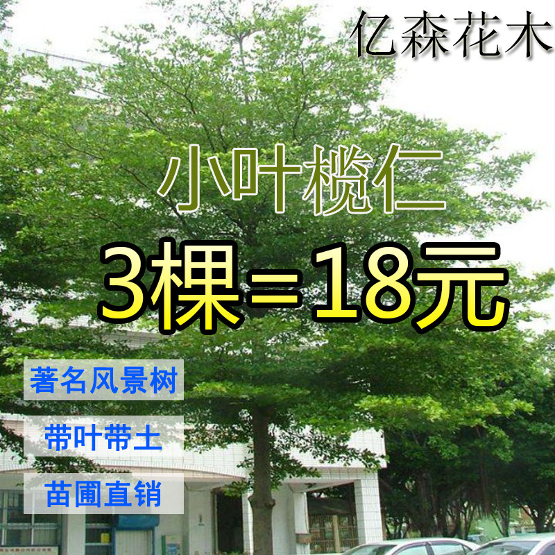 小叶榄仁树苗 雨伞树 细叶榄仁苗 非洲榄仁 绿化庭院遮荫盆栽地栽