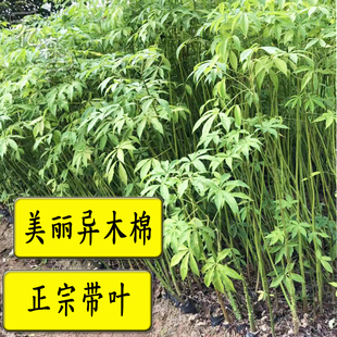绿植花卉行道树美丽异木棉树苗 美人树苗 木棉树苗庭院观花植物