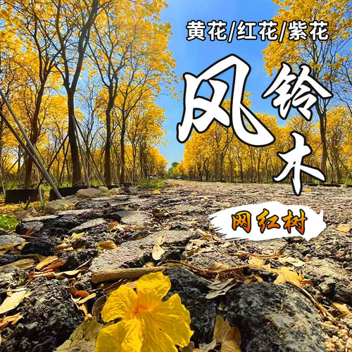 珍稀巴西国花庭院别墅街道风铃木