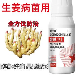 生姜病全治姜瘟病腐烂病斑点病基腐病黄萎病软腐烂脖子病