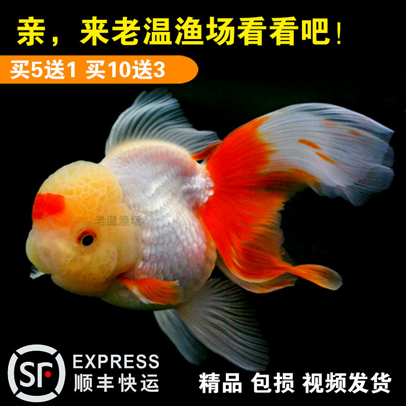 泰狮品种图片大全介绍,泰狮品种,兰寿品种全介绍(第10页)_大山谷图库