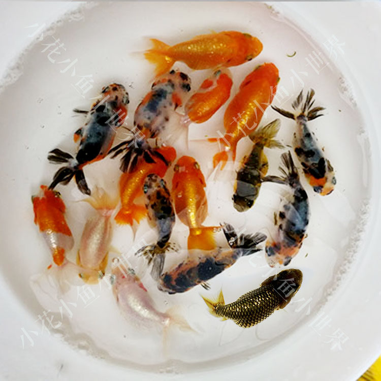 金鱼苗玉兔活体观赏冷淡水兰寿珍珠蝶尾泰狮练手精品徐州老温渔场