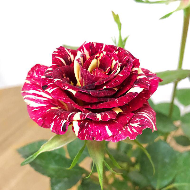 流星雨月季玫瑰绚烂多彩盆栽新宠花开如瀑美化家居赏花闻香两不误