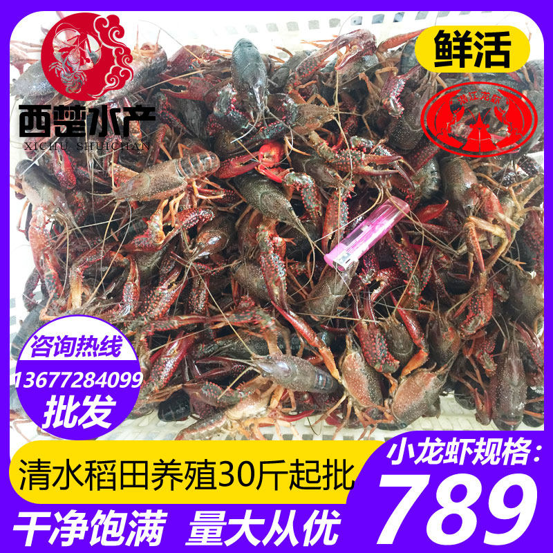 潜江清水养殖淡水小龙虾鲜活青红活虾
