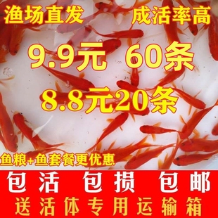 冷水鱼 冬天不加温草金鱼活体观赏金鱼淡水耐活好养小型锦鲤龙鱼