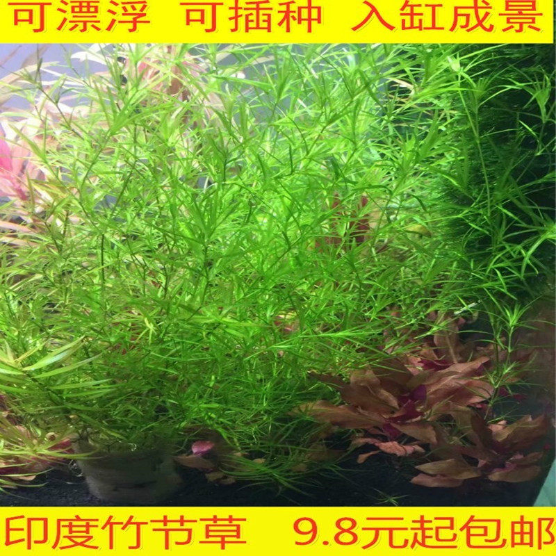 小竹节水草竹节草 养虾水草造景前景水草阴性草虾缸躲避新手青竹