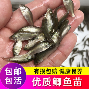 喂乌龟吃的小活鱼苗易养活鳄龟食物饲料鱼活的小型幼龟开口粮鲫鱼