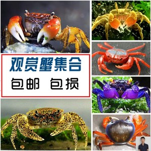 螃蟹宠物 淡水可以养的小螃蟹辣椒蟹迷你观赏相手蟹活体可爱除藻