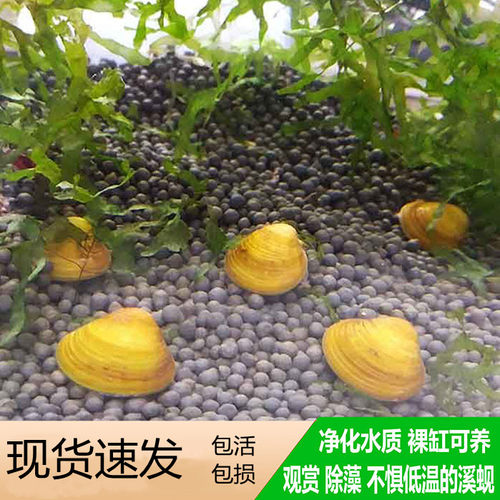 黄金蚬河蚌观赏净水鲜活清洁鱼缸