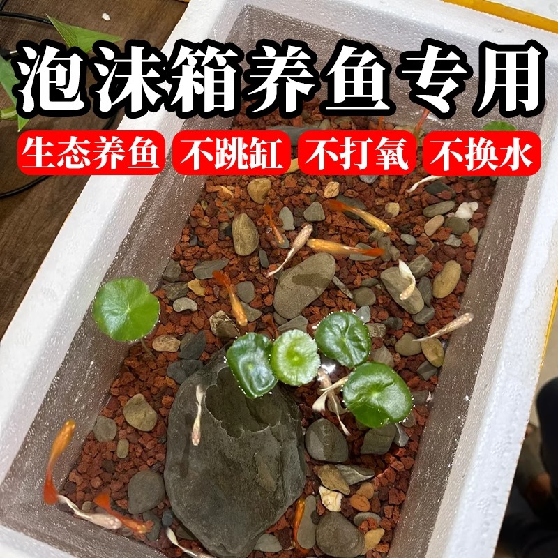 泡沫箱养鱼专用高密度加厚超硬鱼缸观赏鱼养鱼保温箱懒人养可种菜