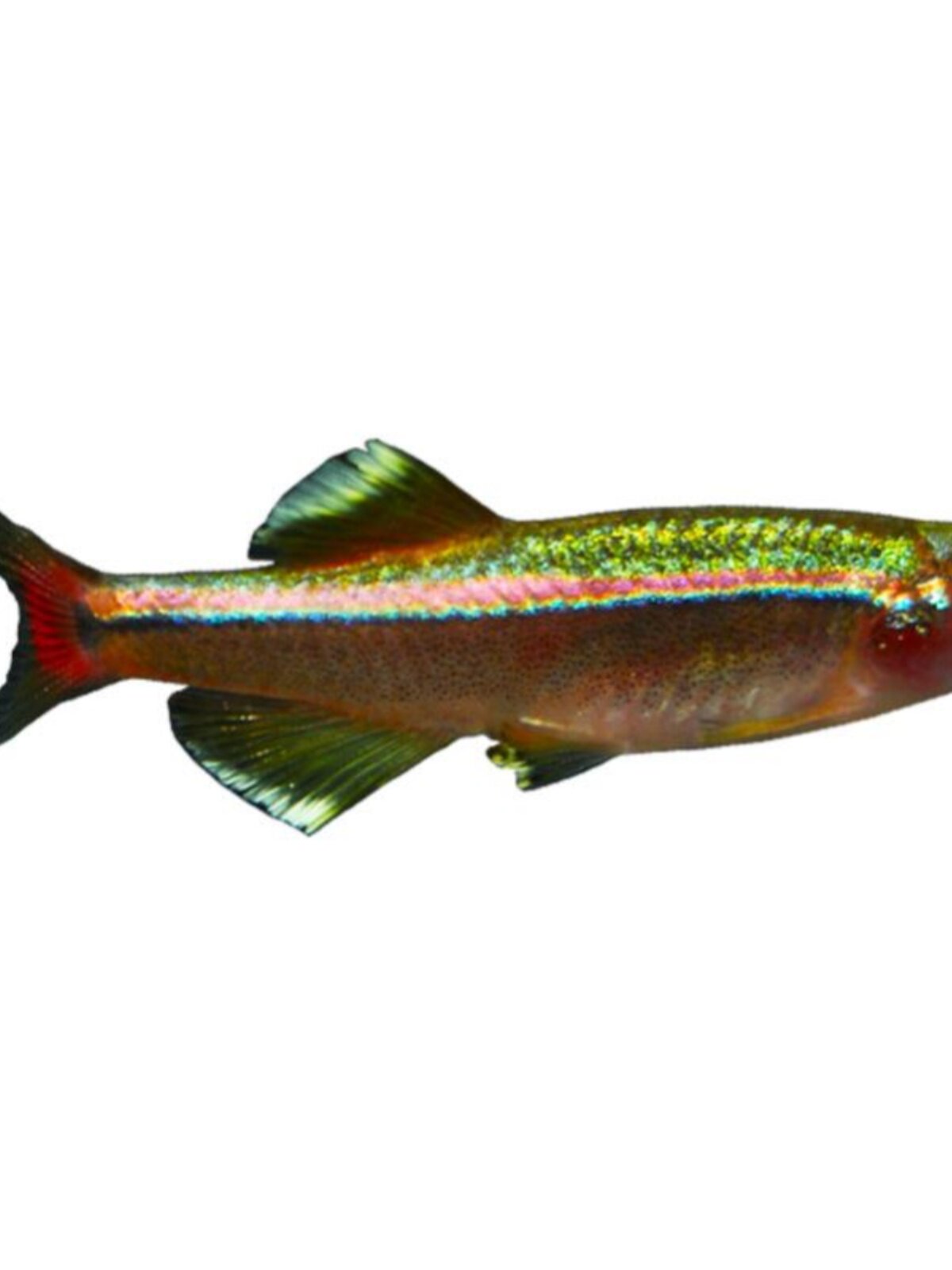 白云金丝鱼冷水群游鱼观赏冬天不加温原生低温好养活金鱼小型灯科