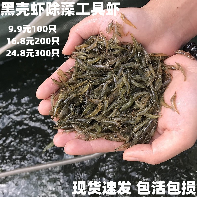 黑壳虾除藻虾鱼缸淡水鳄龟饲料