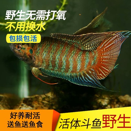 活体斗鱼好养耐活不打氧吃蚊子
