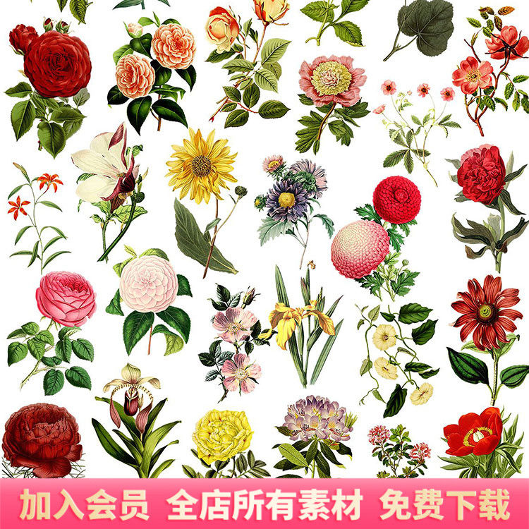 经典水彩手绘写实玫瑰花卉鲜花花蕊png图案装饰免扣透明素材