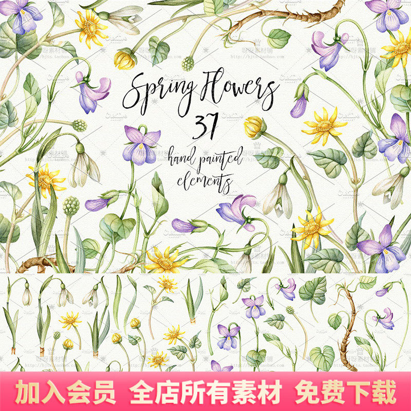 手绘水彩春天花卉雪花莲毛茛复活节贺卡包装png免扣装饰设计素材