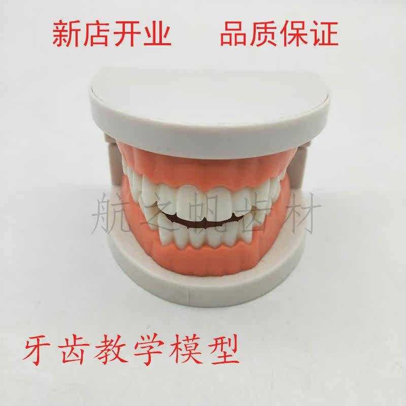 牙科模型标准 牙齿模型 牙模教学假牙 幼儿园刷牙练习 口腔模型