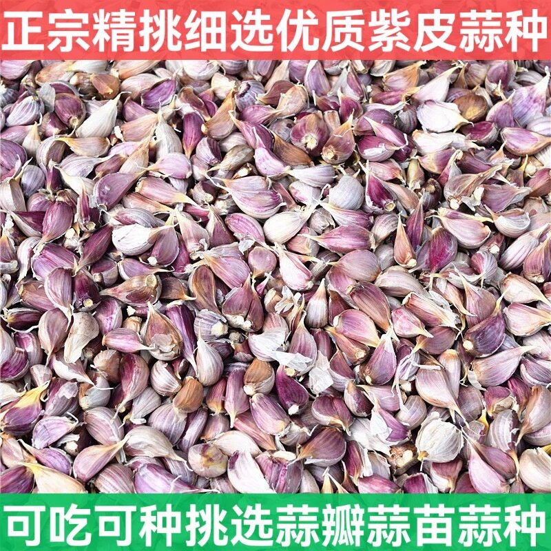 四川正宗紫皮大蒜种蒜小香蒜种子香辣拌菜腌制小蒜红根蒜苗种子