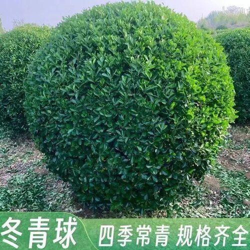 大叶冬青球小叶黄杨球四季常青冬青球型庭院围墙篱笆树绿化苗木球