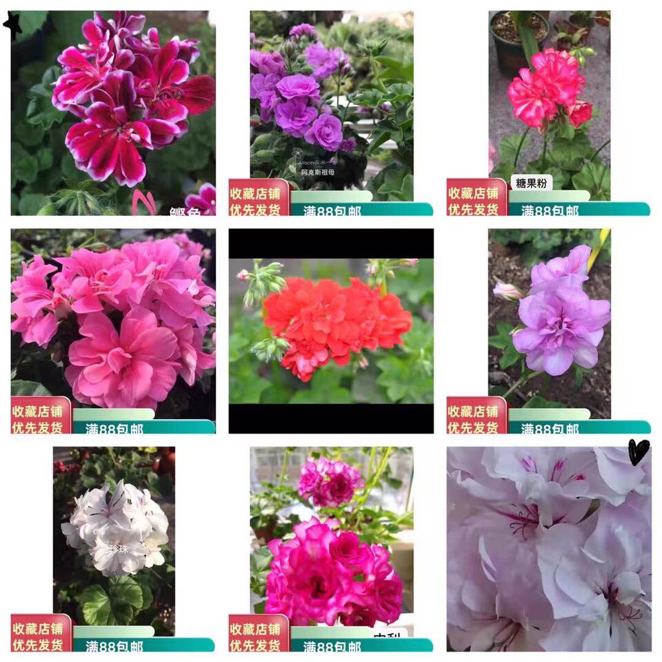 垂吊花苗合集 克里夫人粉春天鲣鱼里约黑玫瑰红玫瑰糖果粉糖果橙