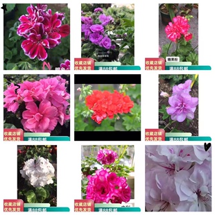 克里夫人粉春天鲣鱼里约黑玫瑰红玫瑰糖果粉糖果橙 垂吊花苗合集