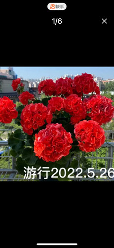 天竺葵 直立花苗 重彩游行 阳台庭院盆栽花卉 四季开花