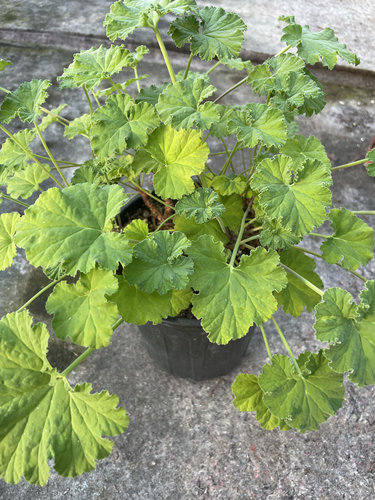 扒拉香 香叶花苗 扒拉香 阳台庭院盆栽花卉 老品种扒拉香