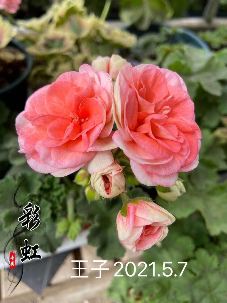 天竺葵 直立花苗 王子 阳台庭院 盆栽花卉 四季开花