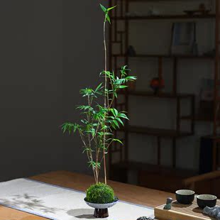 新客减高档苔藓球植物红竹好养水培懒人绿植四季 常青竹子盆栽