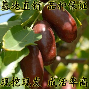 宁夏灵武长枣树苗新品种当年结果南北种植嫁接正宗灵武长枣果树苗