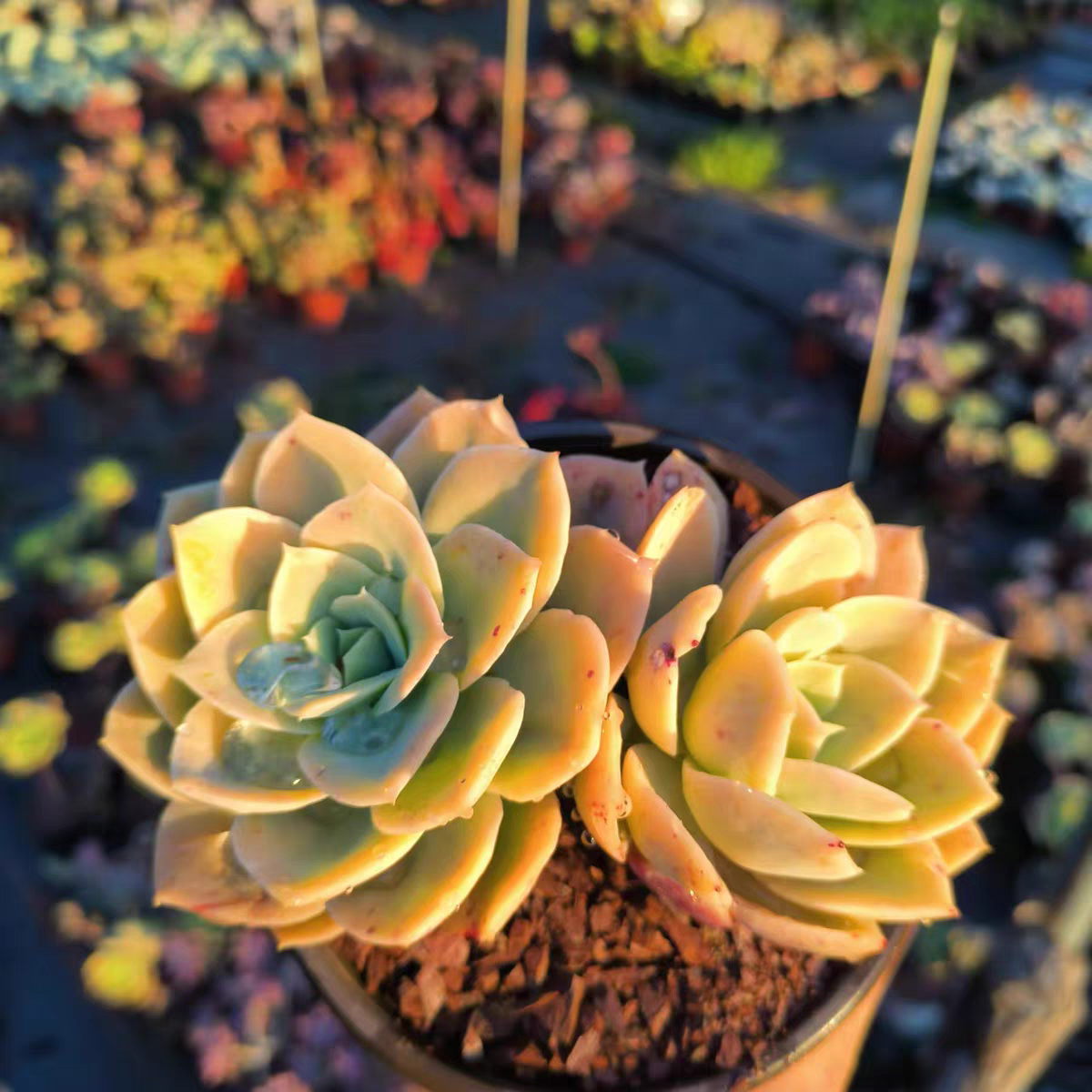 宽叶丝绸面纱哈密瓜多肉群生缀化带龙头盆栽绿植花卉植物云南发