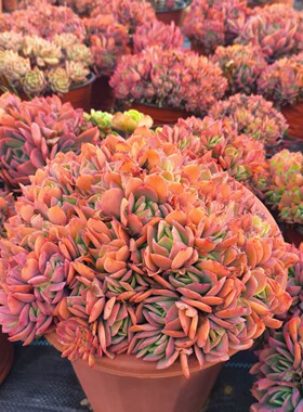 精品绮罗仙子多肉植物缀化群生盆栽花卉贵货阳台室内外好养云南发