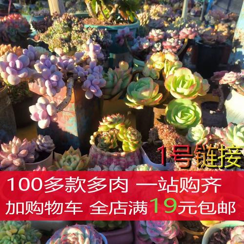 【1号链接】云南基地100多款多肉植物一站购齐 老桩群生淡雪紫乐