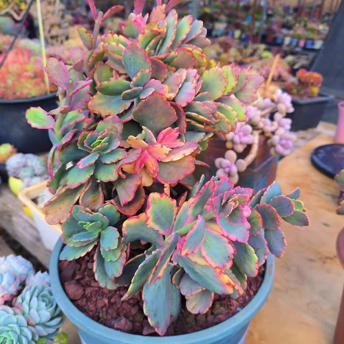 蝴蝶之舞锦多肉植物粉色玉吊钟整群大桩绿植花卉盆栽好养云南直发