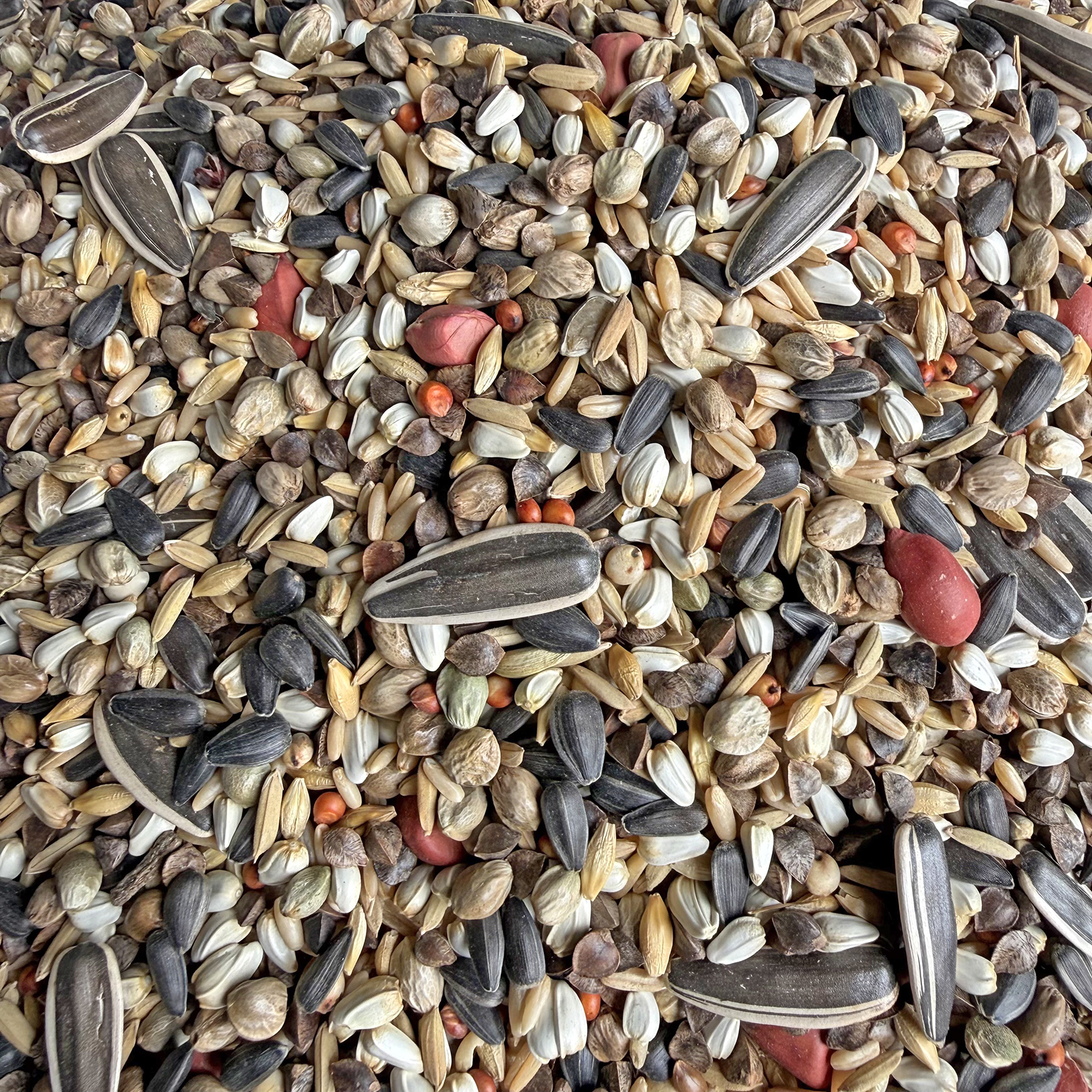 中大型小太阳金太阳和尚亚历