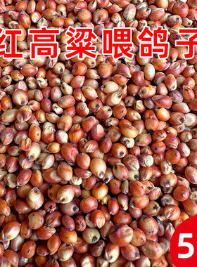 红高粱喂鸽子鸽粮鸽饲料