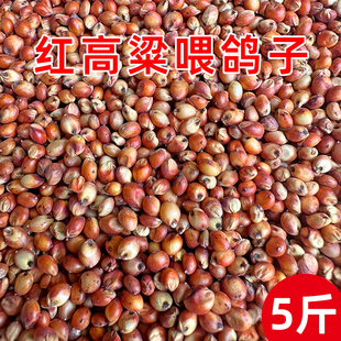 红高粱喂鸽子粮食去壳带皮鸟食信鸽观赏鸽肉鸽幼鸽成鸽粮饲料