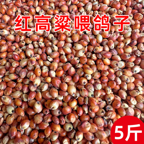 红高粱喂鸽子鸽粮鸽饲料