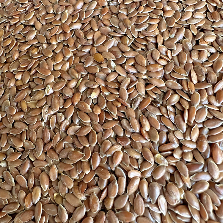 信鸽赛鸽爱吃的亚麻籽