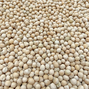 白豌豆生豌豆干豌豆带皮豌豆五谷杂粮信鸽鸽粮鸽子饲料包邮