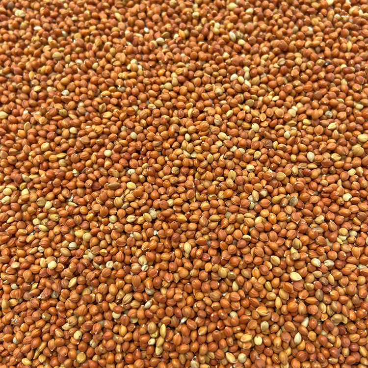 鹦鹉鸟食鸟粮优质红谷子
