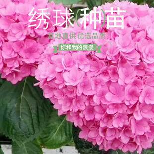 云南昆明斗南绣球花苗你和我的浪漫夏种苗客厅卧室阳台绿植盆栽