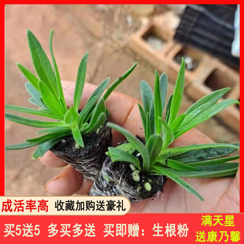 云南满天星种苗小苗 重瓣 伊洛斯星空白娑尔花卉绿植盆栽四季开花