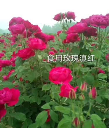 云南斗南滇红食用玫瑰花种苗月季苗裸根扦插苗开花可庭院阳台插花
