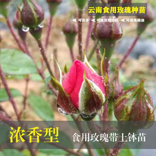 云南基地直销食用玫瑰花苗包成活