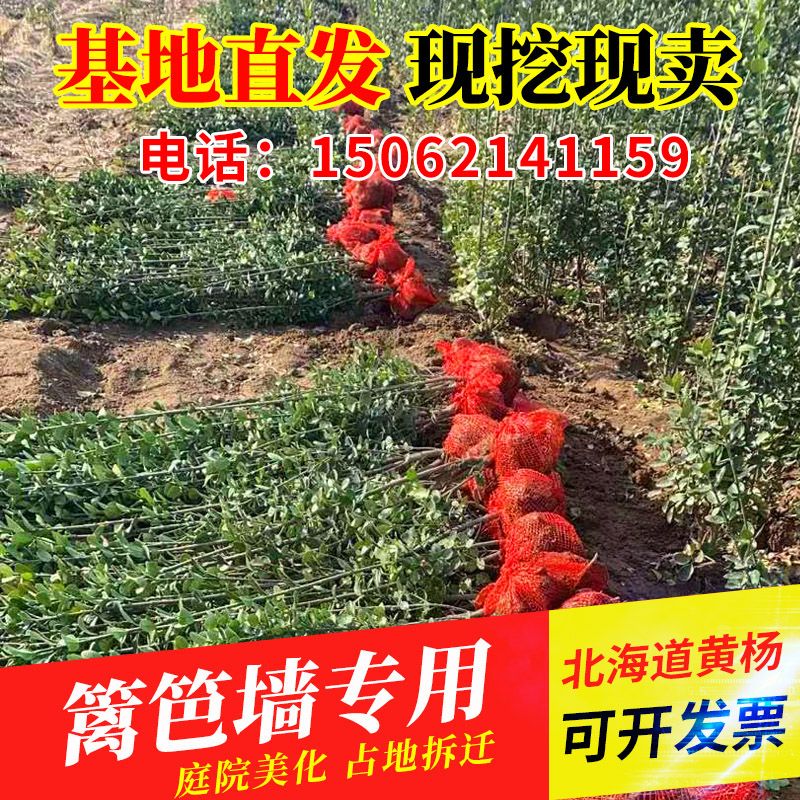 法国冬青珊瑚树大叶黄杨北海道树苗庭院绿化篱笆围墙植物四季常青