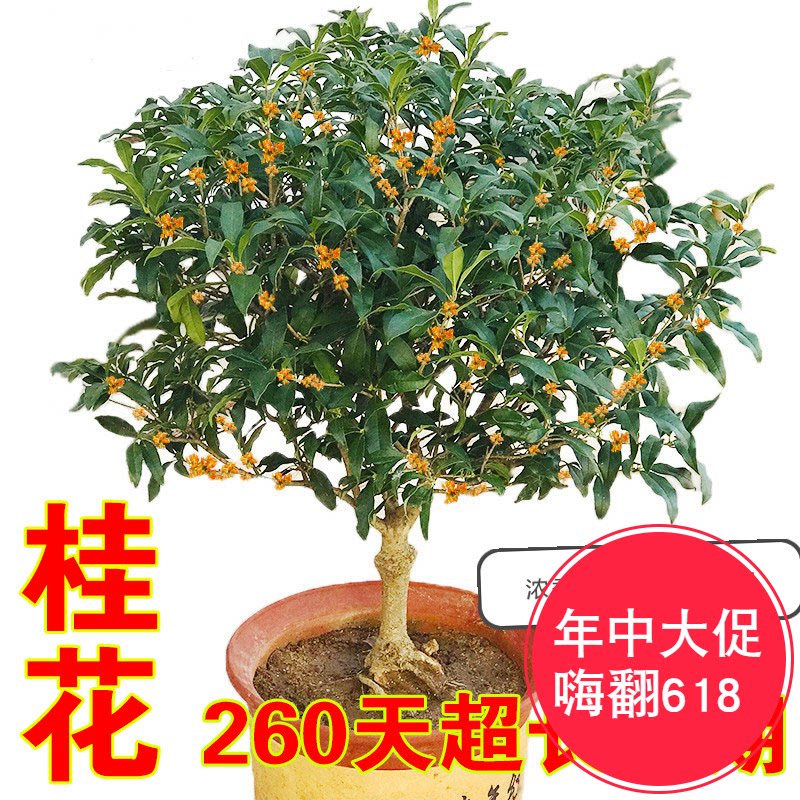 嫁接四季桂花苗金桂浓香型沉香桂树老桩盆景盆栽室内外浓香型植物