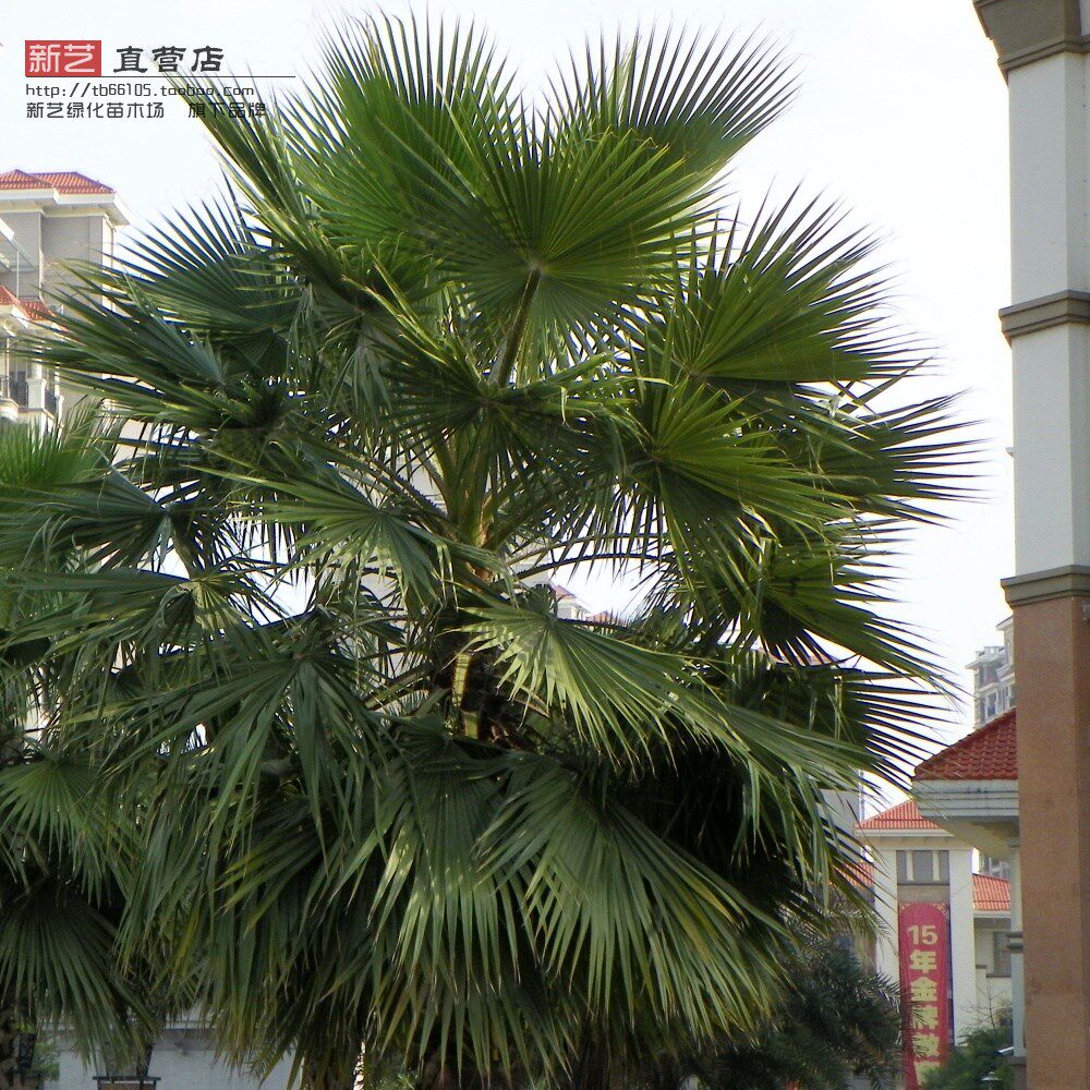 绿化苗木棕榈棕榈树苗老人葵内地蒲葵箬棕中华棕榈四季常青观赏树