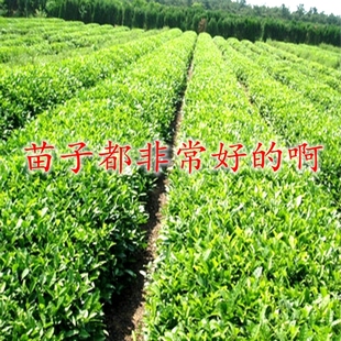茶树苗盆栽茶叶苗白茶绿茶苗龙井茶苗碧螺春苗黄金叶茶苗茶叶树苗